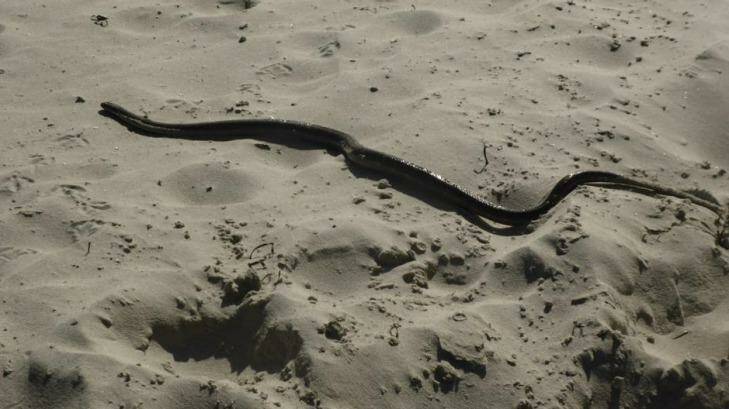 A brown snake seen on the beach at Forster.  Photo: Edweena Singh
