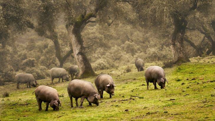 Iberian pigs graze in a meadow. Photo: iStock