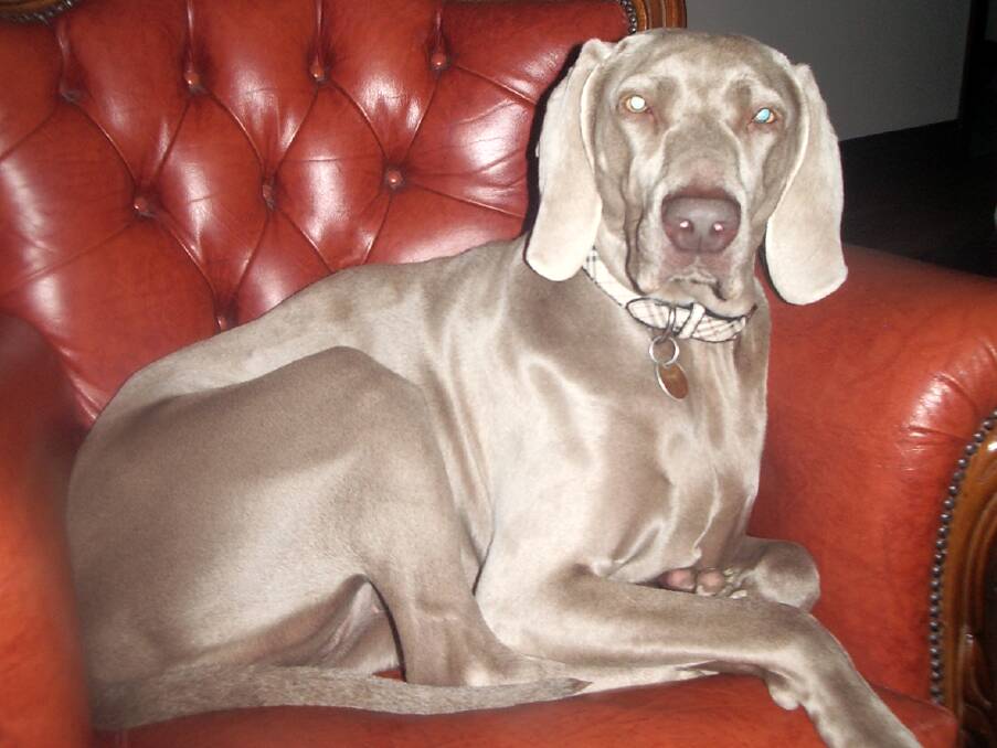 Three-year-old purebred Weimaraner, Keira was killed in a suspected poisoning incident last month.