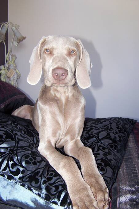 Three year old Keira was chosen for her good temperament with young children and spent most of her time inside.
