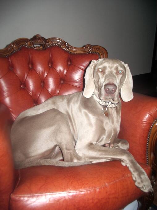 Keira was a three year old purebred Weimaraner, chosen for her good temperament with young children, whom spent most of her time inside.