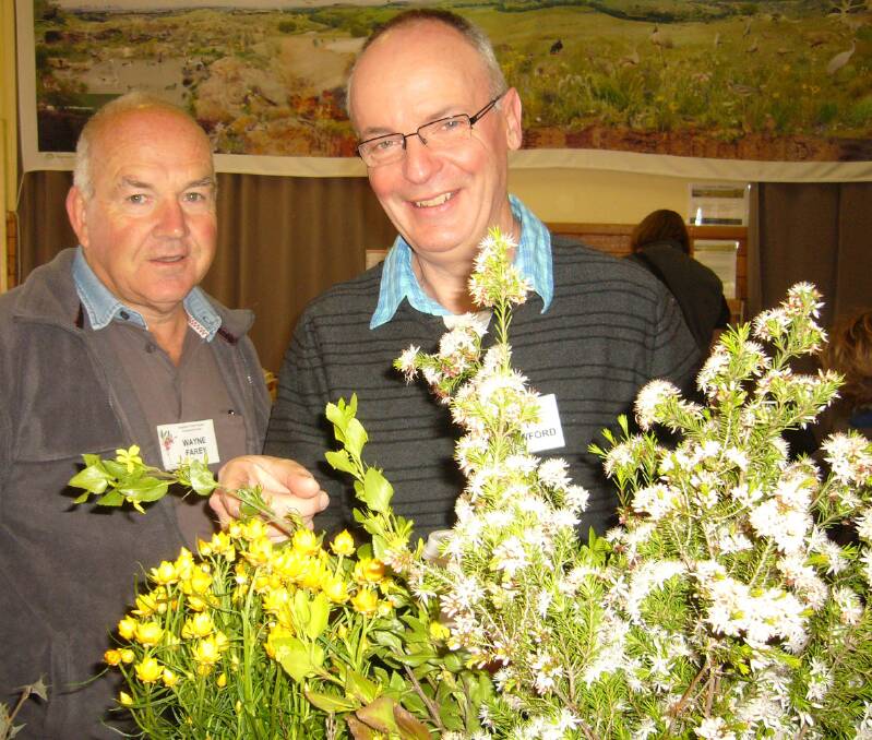 Preparing for the 2014 Pomonal Narive Flower Show, Australian Plants Society Grampians Group treasurer, Wayne Facey (left) and secretary, Denis Crawford.