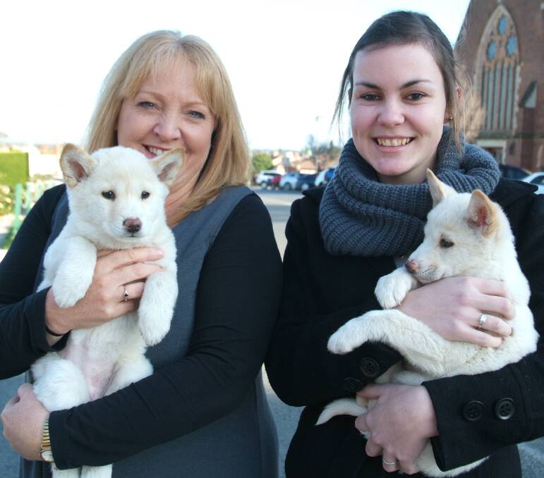 Halls Gap Zoo is now home to two white dingo pups. Debbie Bach and Taylah Moloney were quick to take up an opportunity to cuddle the pups when they visited Stawell last week. 