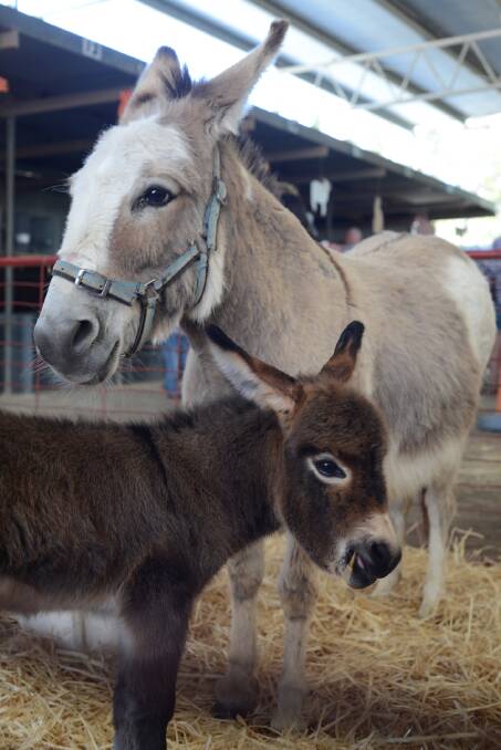 Downunder miniature donkey Jenny with her foal at last year’s Animal Nursery.