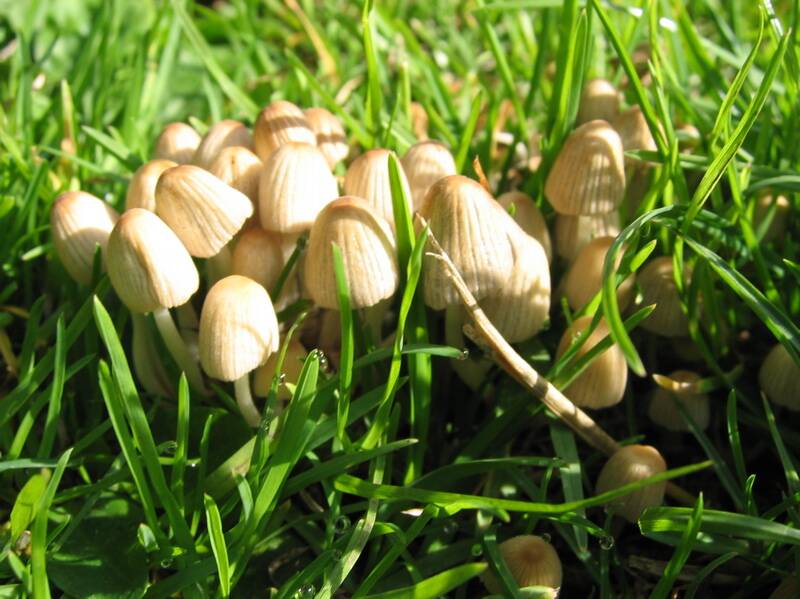 Autumn conditions have created ideal growing conditions for poisonous mushrooms.