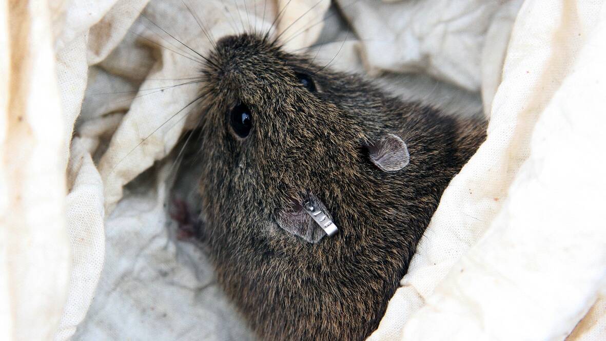 A heath mouse that was captured, tagged and then released in the Grampians National Park as part of the research program.