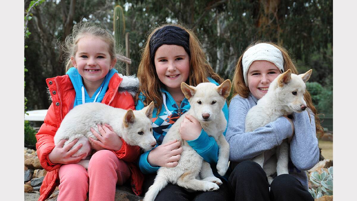 Despite the winter chills setting in, Halls Gap has remained a hive of activity, with visitors of all ages enjoying all that the tourist hamlet has to offer. The Halls Gap Zoo has continued to be a major drawcard, particularly since the arrival of new dingo pups. Pictured holding the pups are L-R Ruby, Charli and Jemma from Stawell.