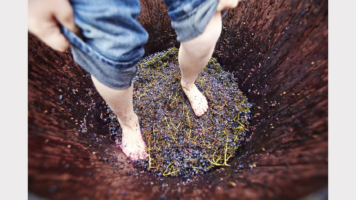 Grape crushing will once again be a feature at this weekend's Grape Escape Festival in Halls Gap.