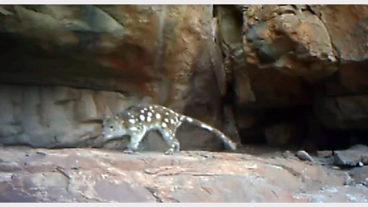 The Spotted-tail Quoll captured on video in  the Grampians.