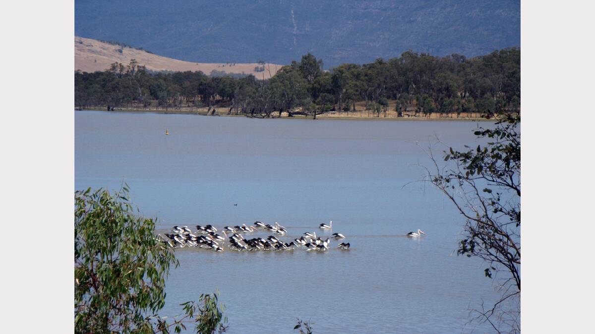 A flock of about 40 pelicans feed on fish at Lake Lonsdale.