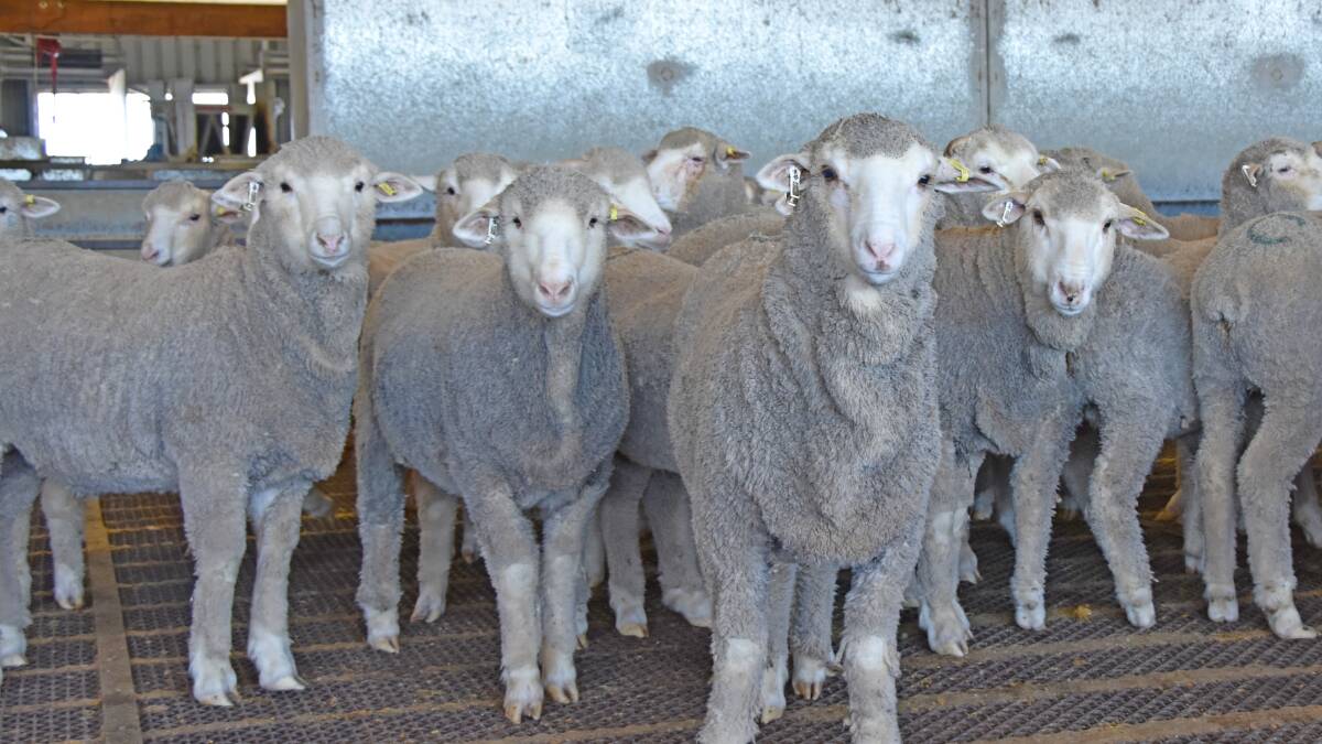 GONE: 81 lambs have been stolen from the Greens Creek area. Picture: FILE
