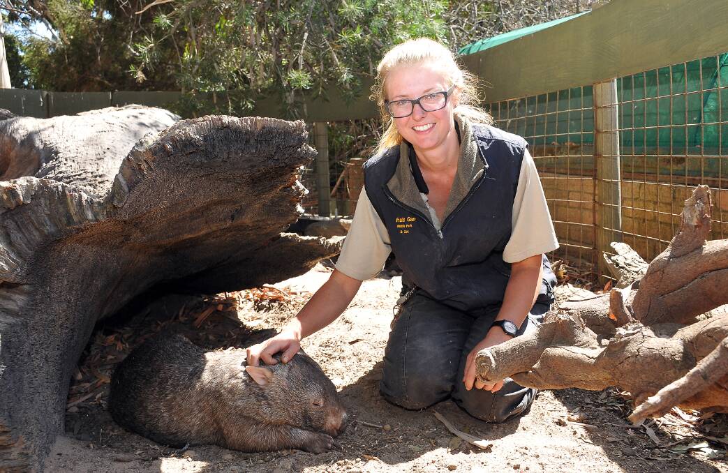 Zoo keeper Nicola Saville checks on 'Bonnie' the wombat at the Halls Gap Zoo. Pictures: KERRI KINGSTON.
