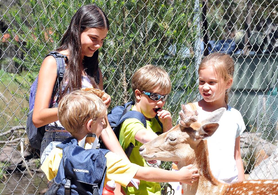 Olivia, Cooper, Jack and Charlie of Bacchus Marsh, take time to pat the deer at the Halls Gap Zoo during their visit.