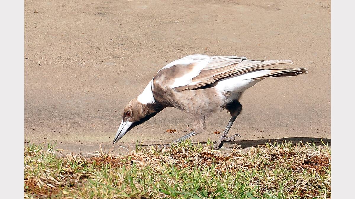 The resident brown magpie that has appeared again in Houston Street.