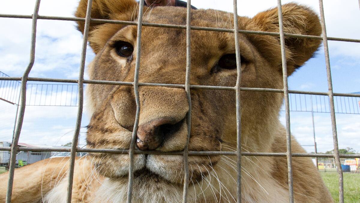 No escape...One of the lions from the visiting Lennon Bros Circus supposedly at the centre of a great escape on Wednesday night. The escape has since been exposed as a hoax. Picture: PETER PICKERING