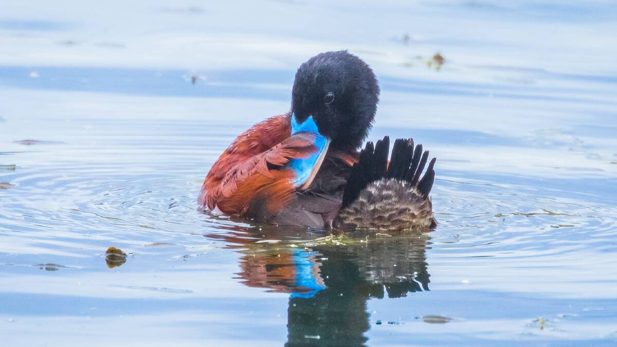 SPECIES: The protected blue-billed duck. Picture: NALINI SCARFE