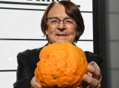 HUGE: Margaret Hellam holding the giant orange, found on their property in Wonwondah. Picture: ALEX DALZIEL
