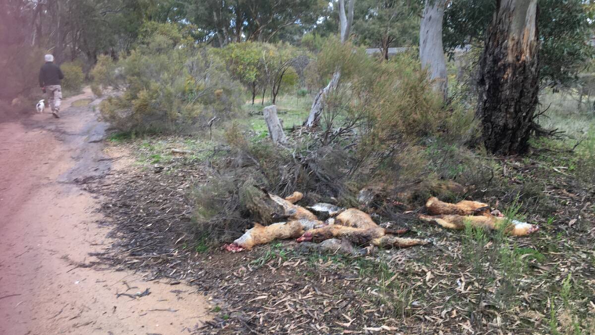 CARCASS: A pile of dead foxes in bushland near Stawell. Picture: CONTRIBUTED
