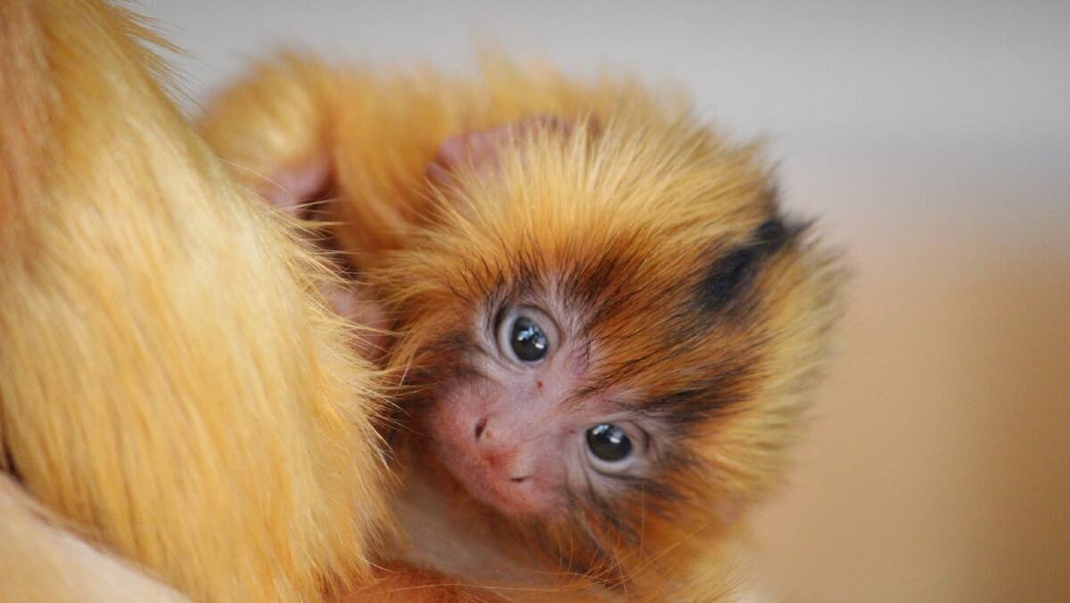 CUTE: Halls Gap Zoo has two new residents after the birth of twin baby Golden Lion Tamarins. Picture: HALLS GAP ZOO