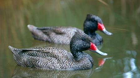 LAKE LONSDALE: In the past Lake Lonsdale has been closed during duck hunting season due to the large number of freckled and blue-billed ducks. Picture: FILE
