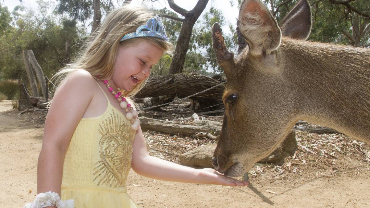 ANIMAL ENCOUNTER: Grampians visitors like Winnie can present some food to Jack the deer at Halls Gap Zoo. Picture: PETER PICKERING