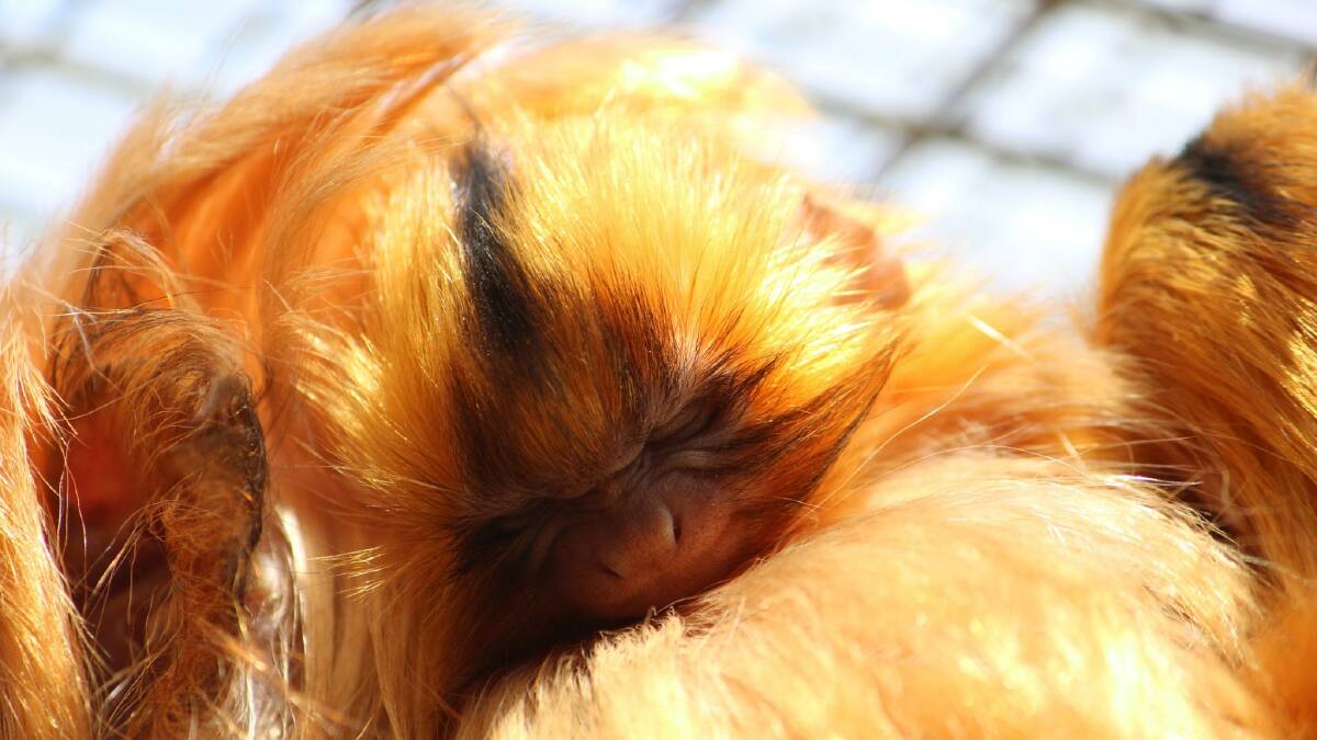Halls Gap Zoo has two new residents after the birth of twin baby Golden Lion Tamarins. Pictures: Halls Gap Zoo