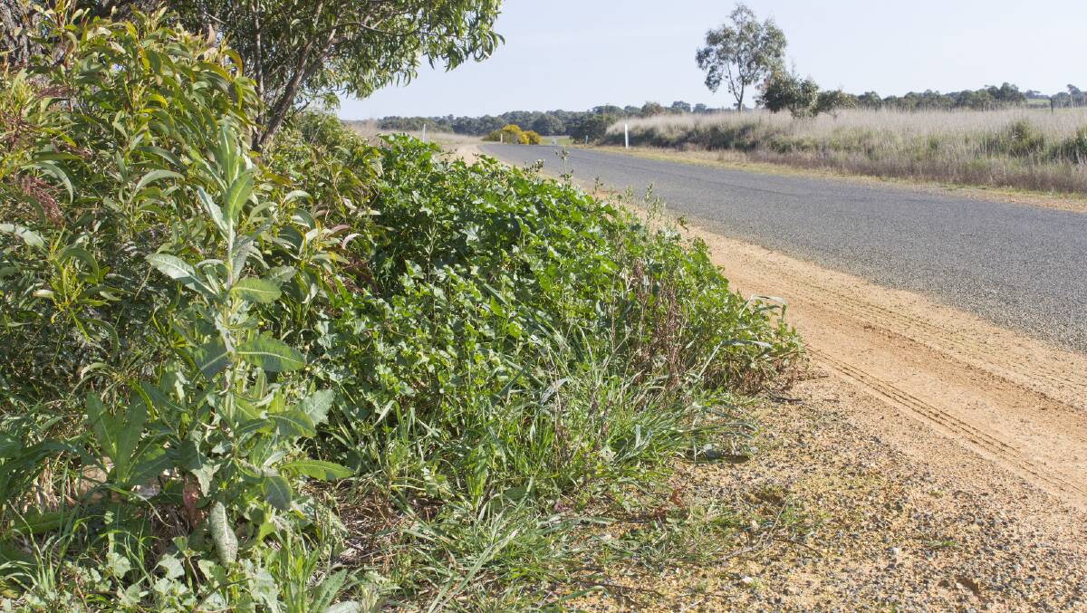 GONE: The Northern Grampians Shire Council will receive $75,000 to remove roadside weeds and pests. Picture: PETER PICKERING