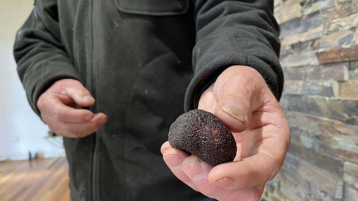 Truffle farmer Simon Hedges holding a black truffle from his Duckmaloi River Truffles farm near Oberon in NSW on June 11, 2022. Picture: Saffron Howden