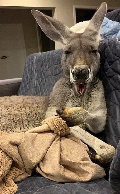 In addition to Woodrow, another famous marsupial called "Rufus the Couch Kangaroo" (pictured) lives at Pumpkin's Patch Kangaroo Sanctuary