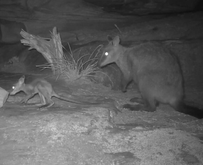 RARE SIGHT: A joey brush-tailed rock-wallaby and its mother in the Grampians National Park. The sighting has given hope to rangers about the rock-wallaby's future.