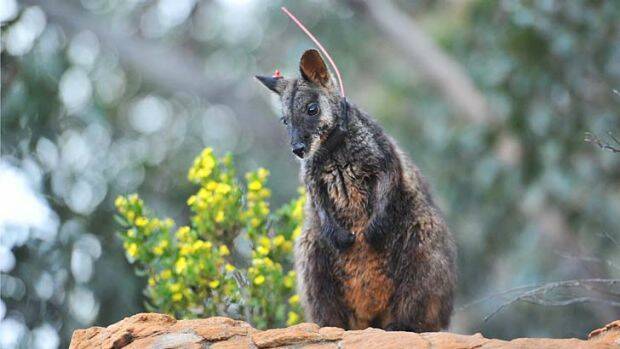 A brush-tailed rock-wallaby, 