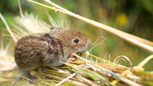 Farmers urged to bait mice