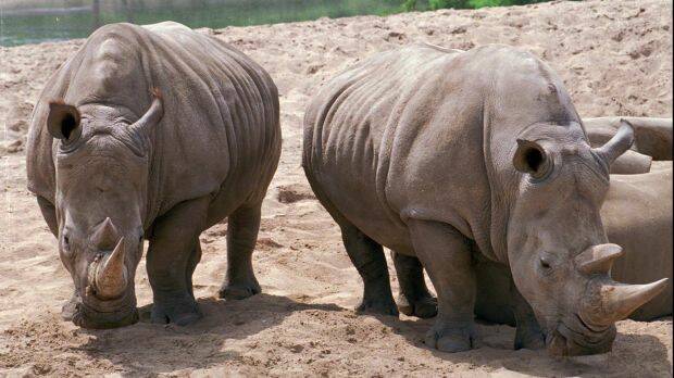 Two southern white rhinos at the San Diego Wild Animal Park in 1994. Photo: AP