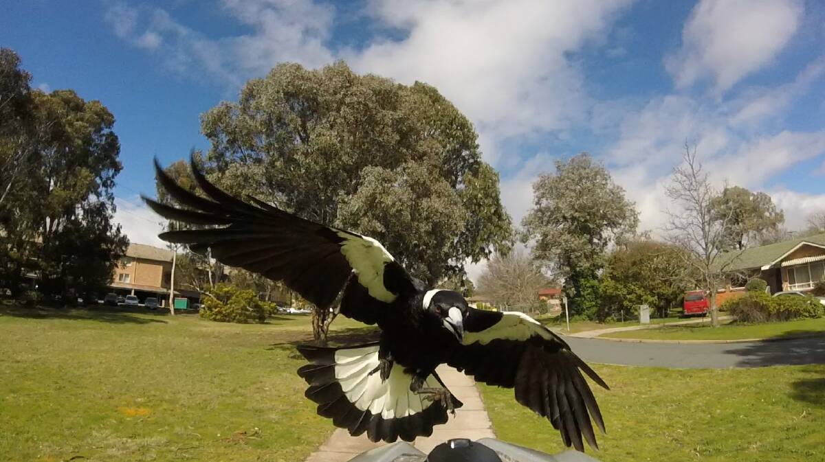 A swooping magpie. Picture: File image