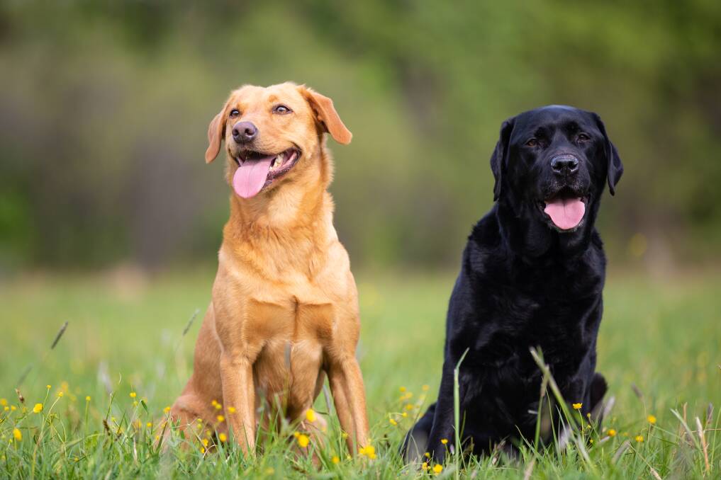A generic photo of two labradors. Two purebred labs were allegedly stolen from Donald on Wednesday last week. Police said one was "quite young", while the other was three or four years old. Picture: SHUTTERSTOCK