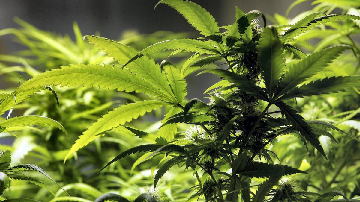 Risk: A NSW Upper House inquiry has heard that research is needed to examine the risk of crash for medicinal cannabis patients who regularly use a prescribed medication. 
