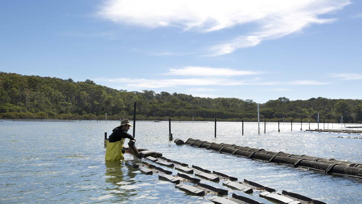 What could be better than freshly shucked oysters? Pic: Destination NSW