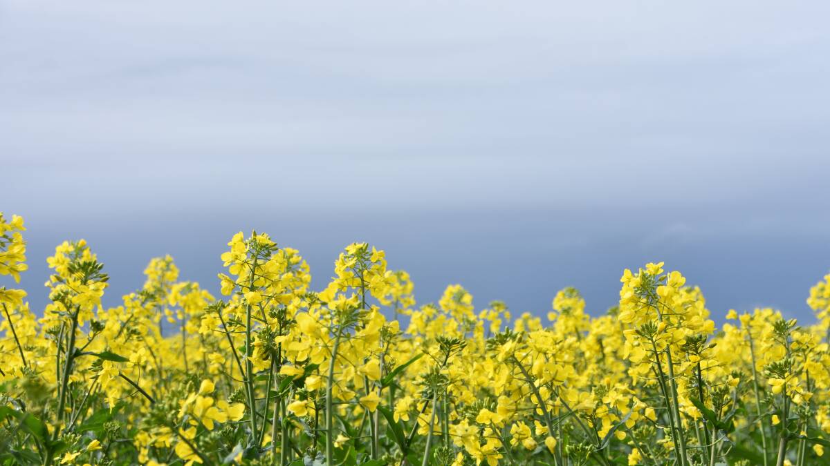 Police probe $100,000 of damage done to Glenorchy canola crop