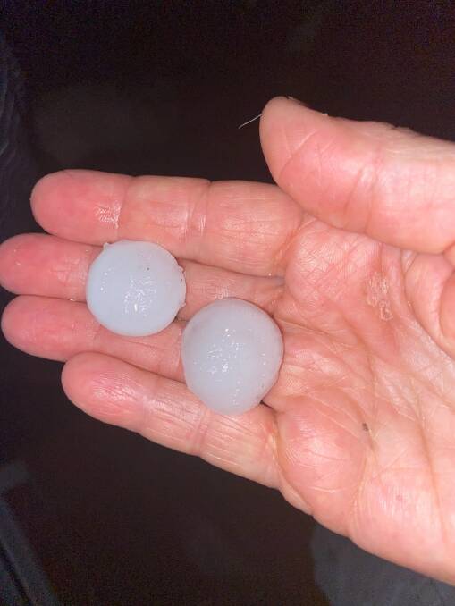 Large hail pulverised crops in NSW's central west. Photo: Anne Cullen