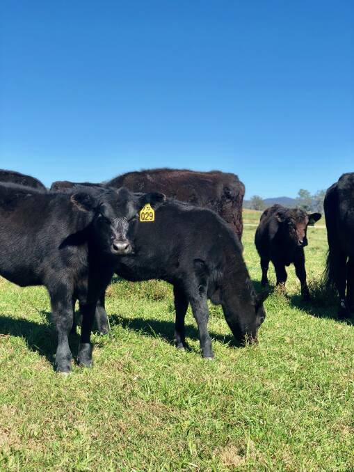 Hughes family carrying on Phillip's cattle legacy