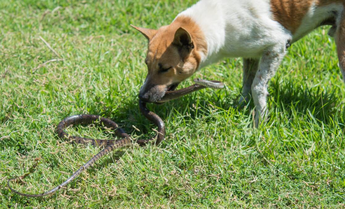CAUTION FIRST: The sort of reaction your pet has to a snake bite is determined by a number of factors: the type of snake, the amount of venom injected and the site of the snake bite.