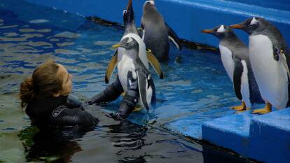 MAKING A SPLASH: Keepers at Sydney Sea Life Aquarium guide Charlie the gentoo chick into the pool for the first time.