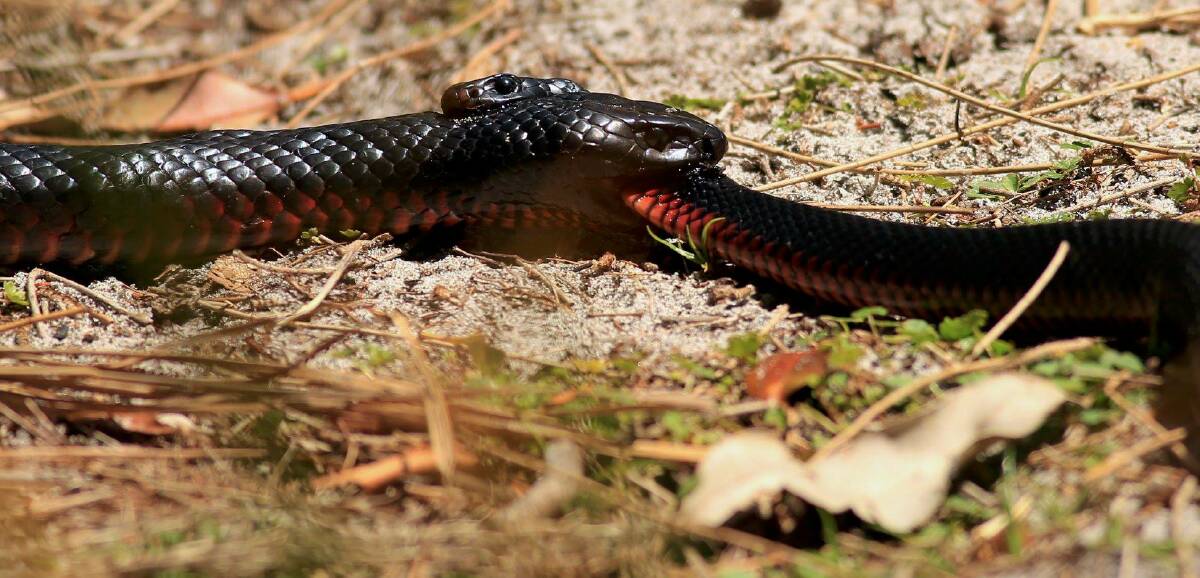 Two red belly black snakes capture in an epic battle at Booderee National Park. Photo: Corinne Le Gall. 