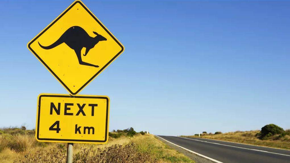 Kangaroos often jump out from scrub on the side of a road.

Photo: Fairfax Media