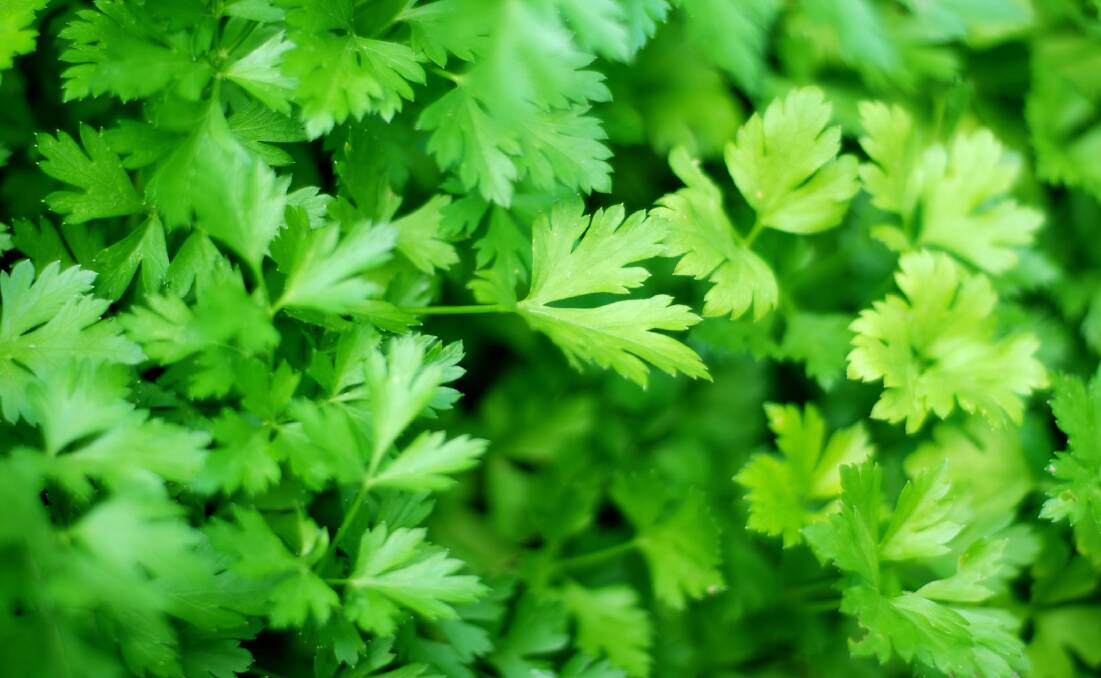 Parsley is an incredibly handy herb to have in your garden.