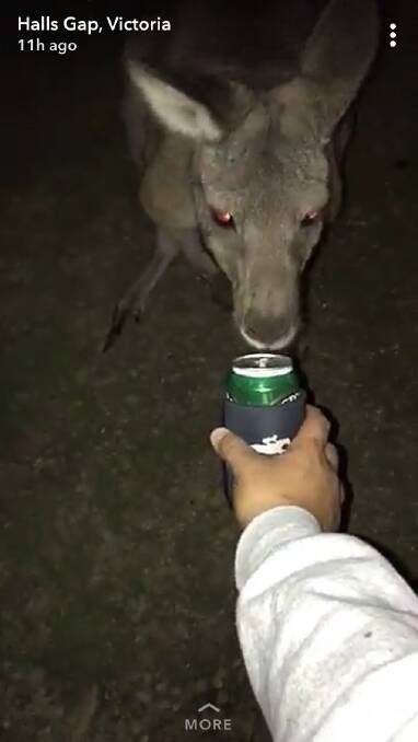 Kangaroo: a screenshot of the Snapchat video in Halls Gap, where someone tried to give a kangaroo beer; an incident some are calling cruel. Picture: screenshot. 