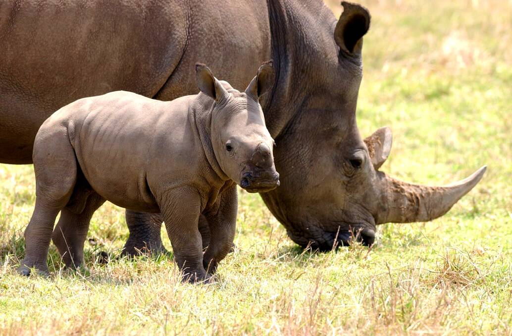 White southern rhinos. Picture: AAP IMAGE/JOE CASTRO