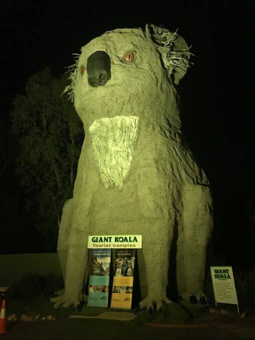 Giant Koala: The Giant Koala at Dadswells Bridge illuminated for the shine a light campaign. Picture: supplied.