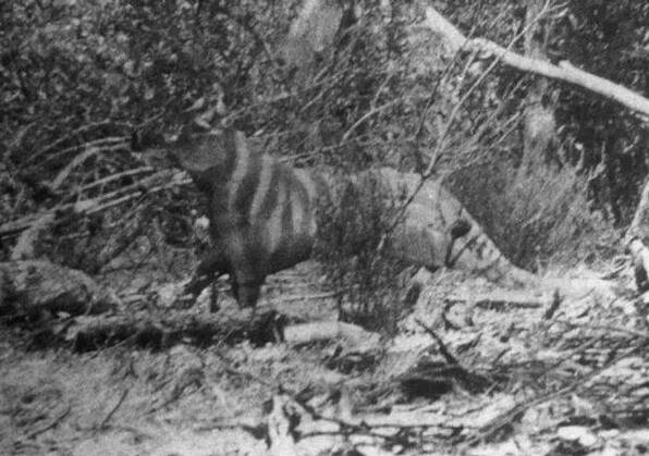 The infamous Ozenkadnook tiger, photographed by Rilla Martin 18 kilometres west of Goroke. File picture
