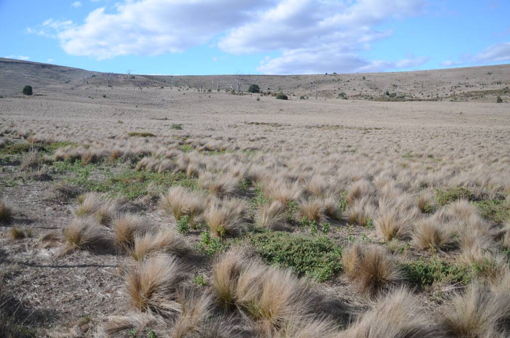 Noxious weed: Serrated tussock plants take over the landscape. Picture: CONTRIBUTED